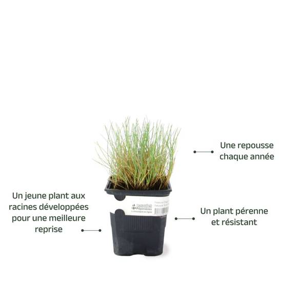 3 Fétuques 'Elijah Blue' (Festuca Glauca 'Elijah Blue') - Lot de 3 graminées - Pépinières Naudet - Image 3