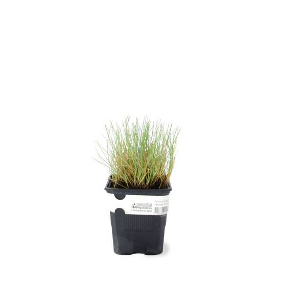 3 Fétuques 'Elijah Blue' (Festuca Glauca 'Elijah Blue') - Lot de 3 graminées - Pépinières Naudet - Image 2