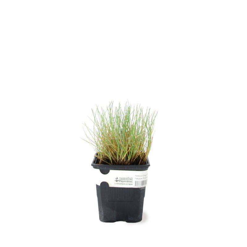 3 Fétuques 'Elijah Blue' (Festuca Glauca 'Elijah Blue') - Lot de 3 graminées - Pépinières Naudet - Image 2