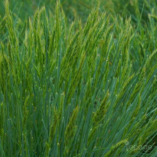 3 Fétuques 'Elijah Blue' (Festuca Glauca 'Elijah Blue') - Lot de 3 graminées - Pépinières Naudet - Image 1