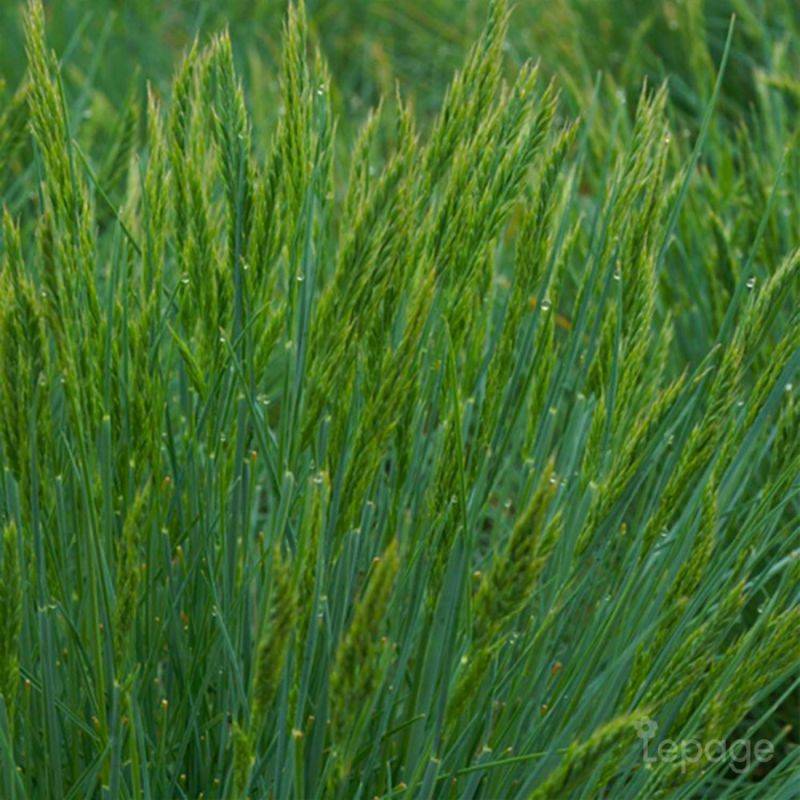 3 Fétuques 'Elijah Blue' (Festuca Glauca 'Elijah Blue') - Lot de 3 graminées - Pépinières Naudet - Image 1