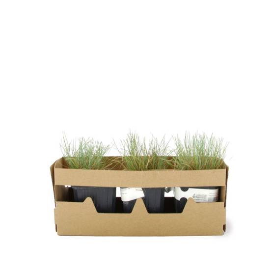 3 Fétuques 'Elijah Blue' (Festuca Glauca 'Elijah Blue') - Lot de 3 graminées - Pépinières Naudet - Image 4