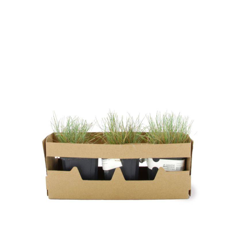 3 Fétuques 'Elijah Blue' (Festuca Glauca 'Elijah Blue') - Lot de 3 graminées - Pépinières Naudet - Image 4