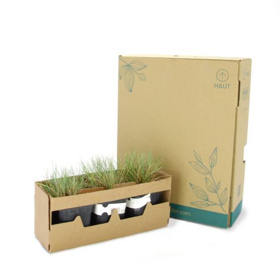3 Fétuques 'Elijah Blue' (Festuca Glauca 'Elijah Blue') - Lot de 3 graminées - Pépinières Naudet - Image 5