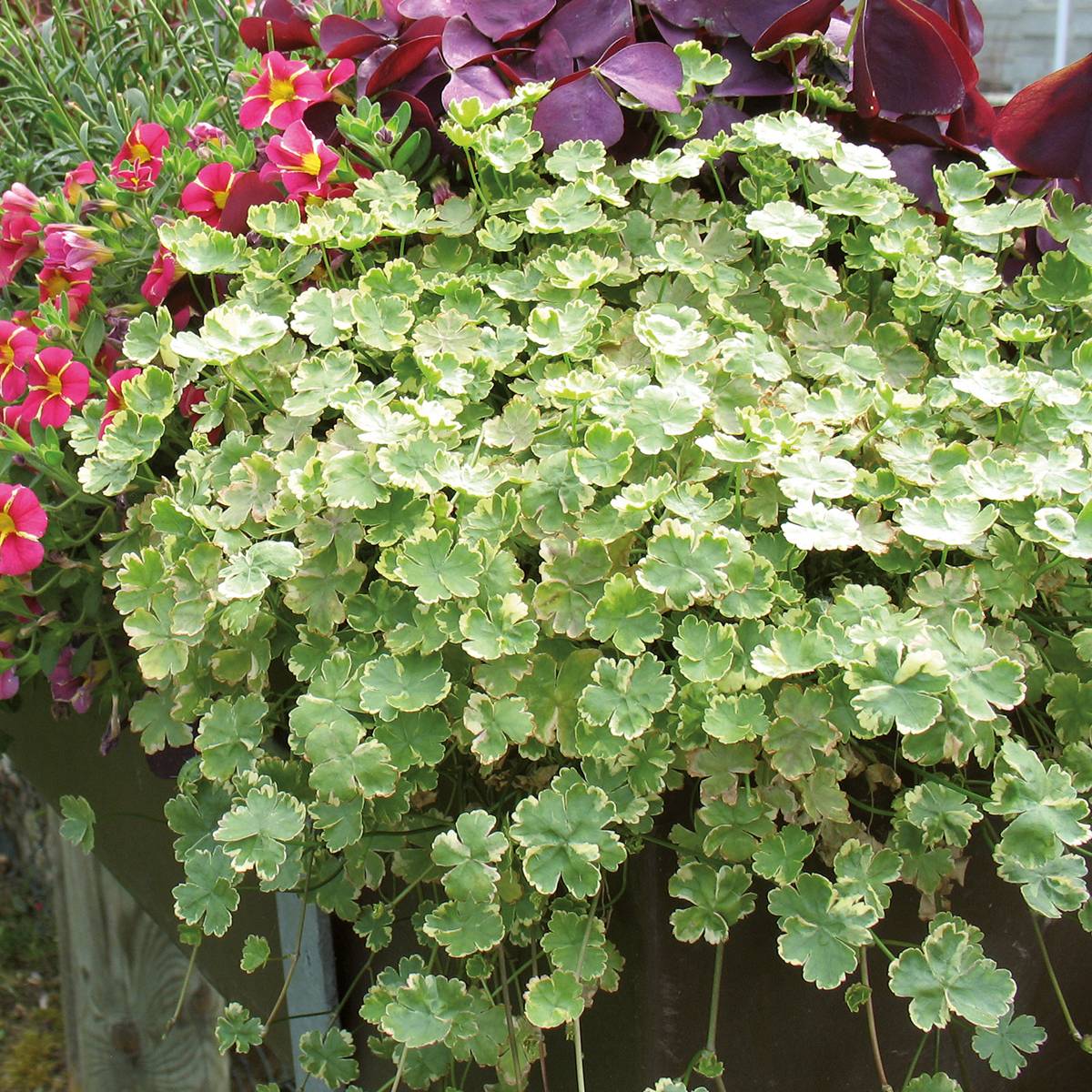 Hydrocotyle sibthorpioides Variegata Pot de 1L/1,5L - Jardiland