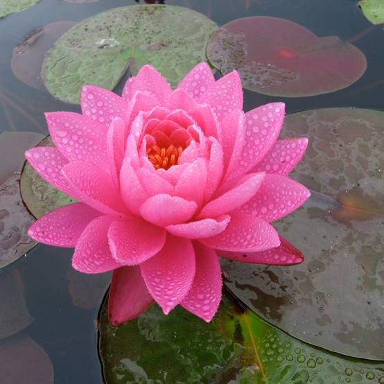 Nymphaea Celebration - Nénuphar rustique rose fuchsia Pot de 1,5L/2L