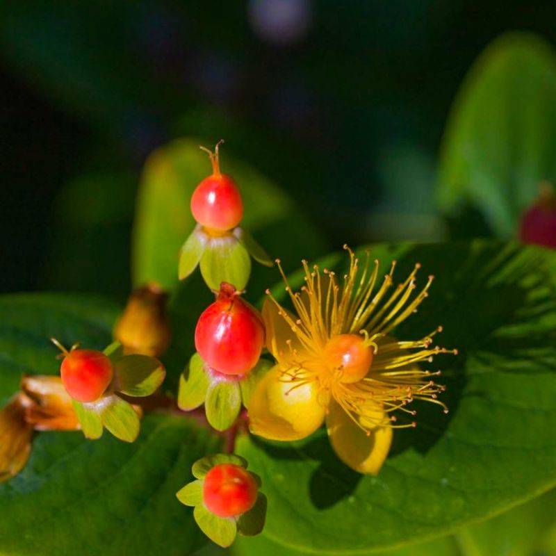 Millepertuis Magical ® Beauty 'Kolmbeau' (Hypericum x inodorum Kolmbeau' Magical ® Beauty) - Godet - Taille 20/40cm - Pépinières Naudet - Image 1