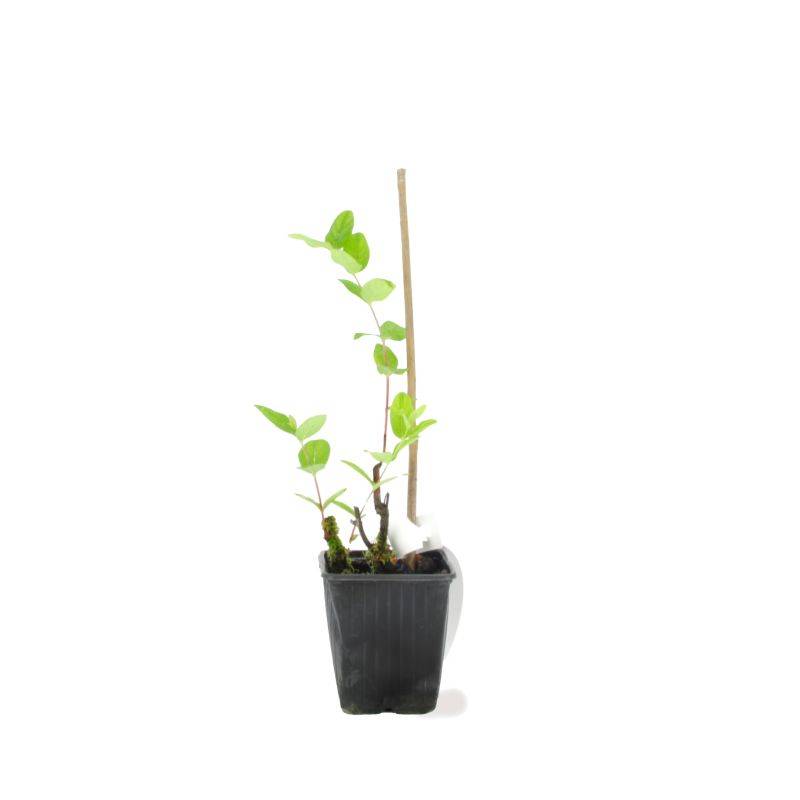 Millepertuis Magical ® Beauty 'Kolmbeau' (Hypericum x inodorum Kolmbeau' Magical ® Beauty) - Godet - Taille 20/40cm - Pépinières Naudet - Image 2