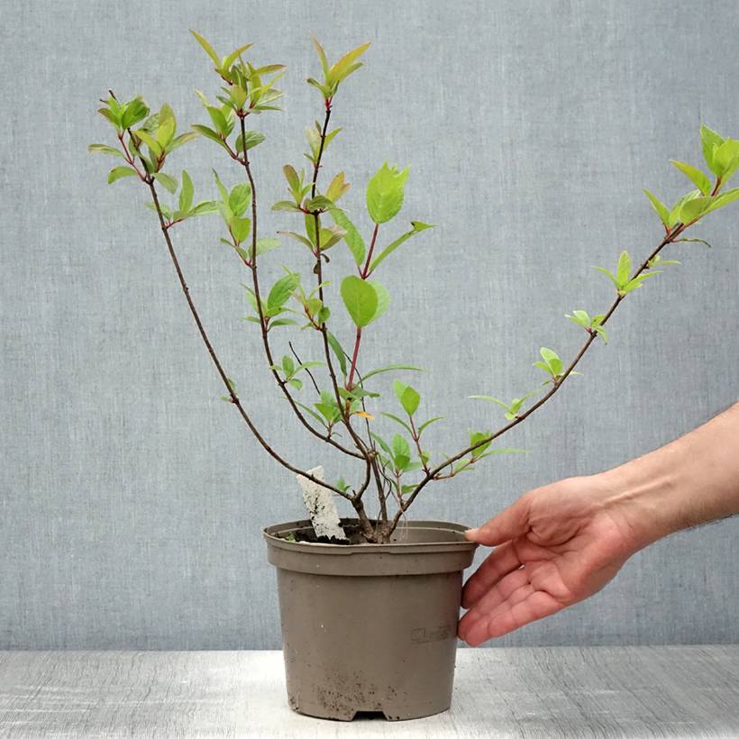Hydrangea paniculata Grandiflora - Hortensia paniculé Pot de 3L/4L - Imagen 2