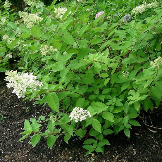 Hydrangea paniculata Grandiflora - Hortensia paniculé Pot de 3L/4L - Image 1