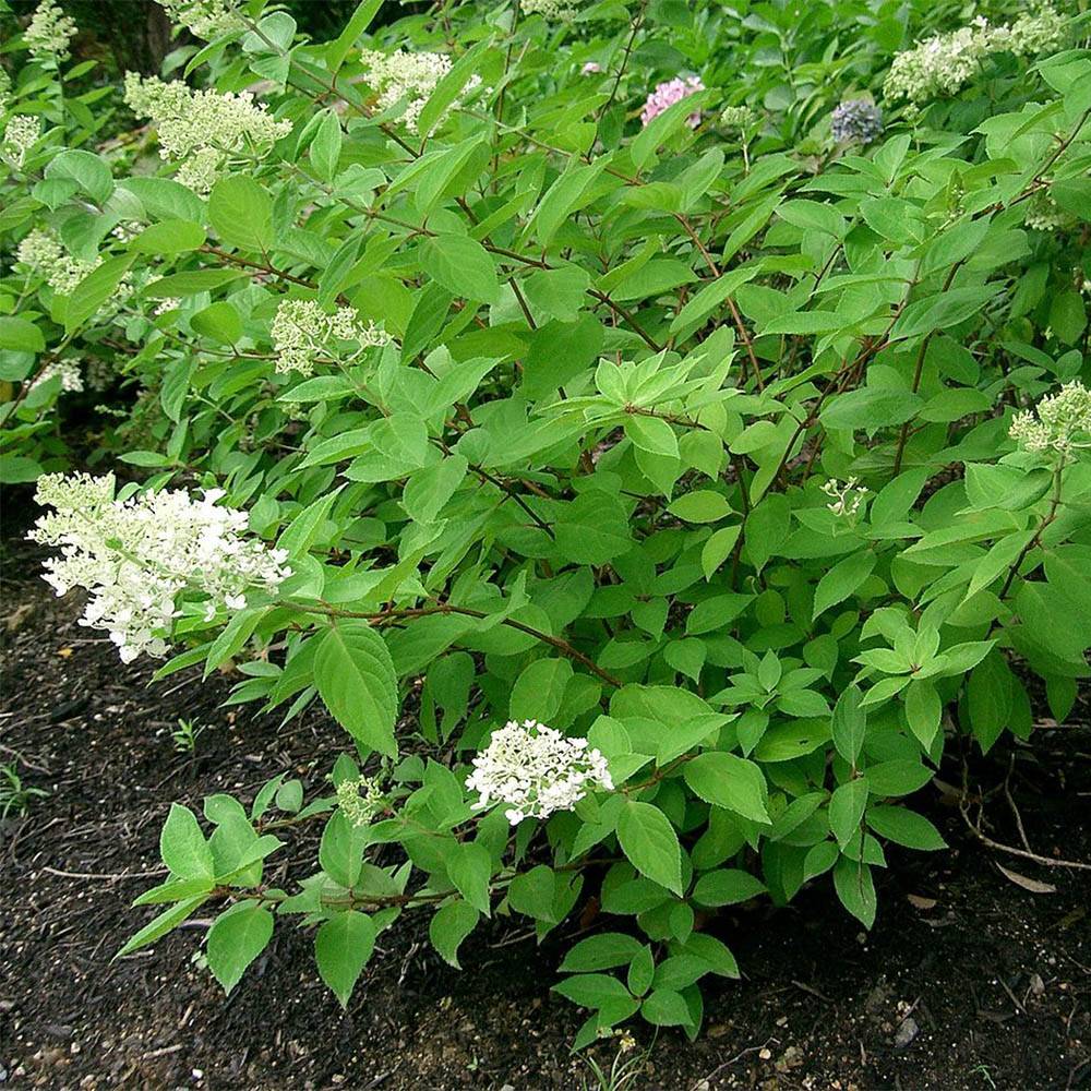 Hydrangea paniculata Grandiflora - Hortensia paniculé Pot de 3L/4L - Imagen 1