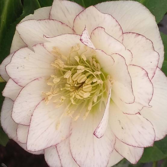 Promesse de Fleurs - Hellébore orientale Double Blanc liseré rouge Pot de 2L/3L