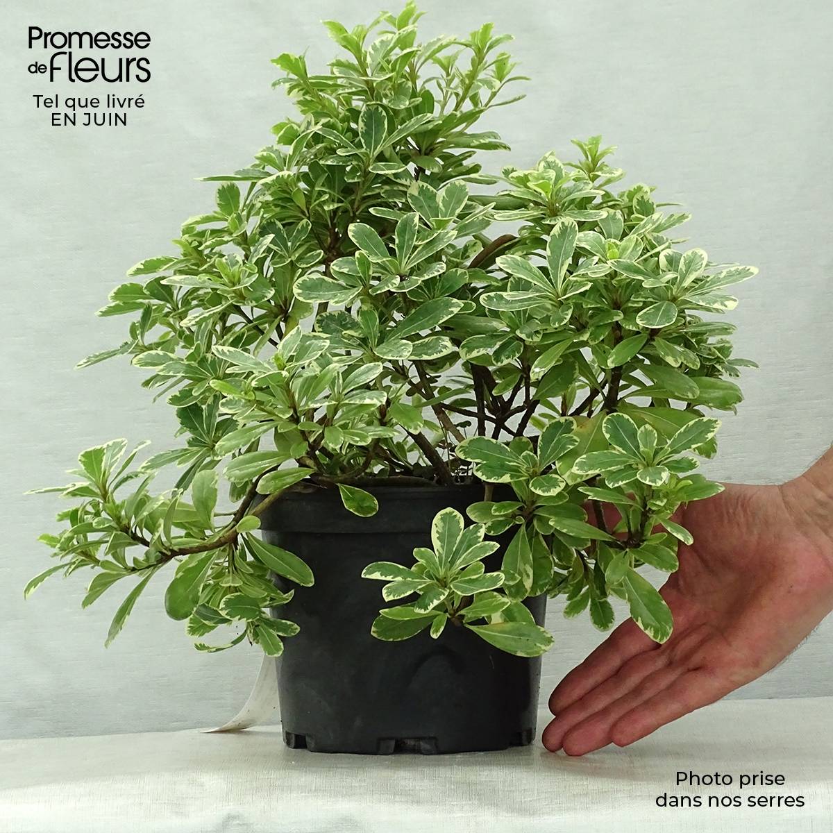 Pittosporum tobira nana Neige du mont Ventoux Pot de 3L/4L - Image 2