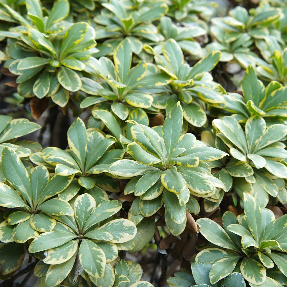 Pittosporum tobira nana Neige du mont Ventoux Pot de 3L/4L - Image 1