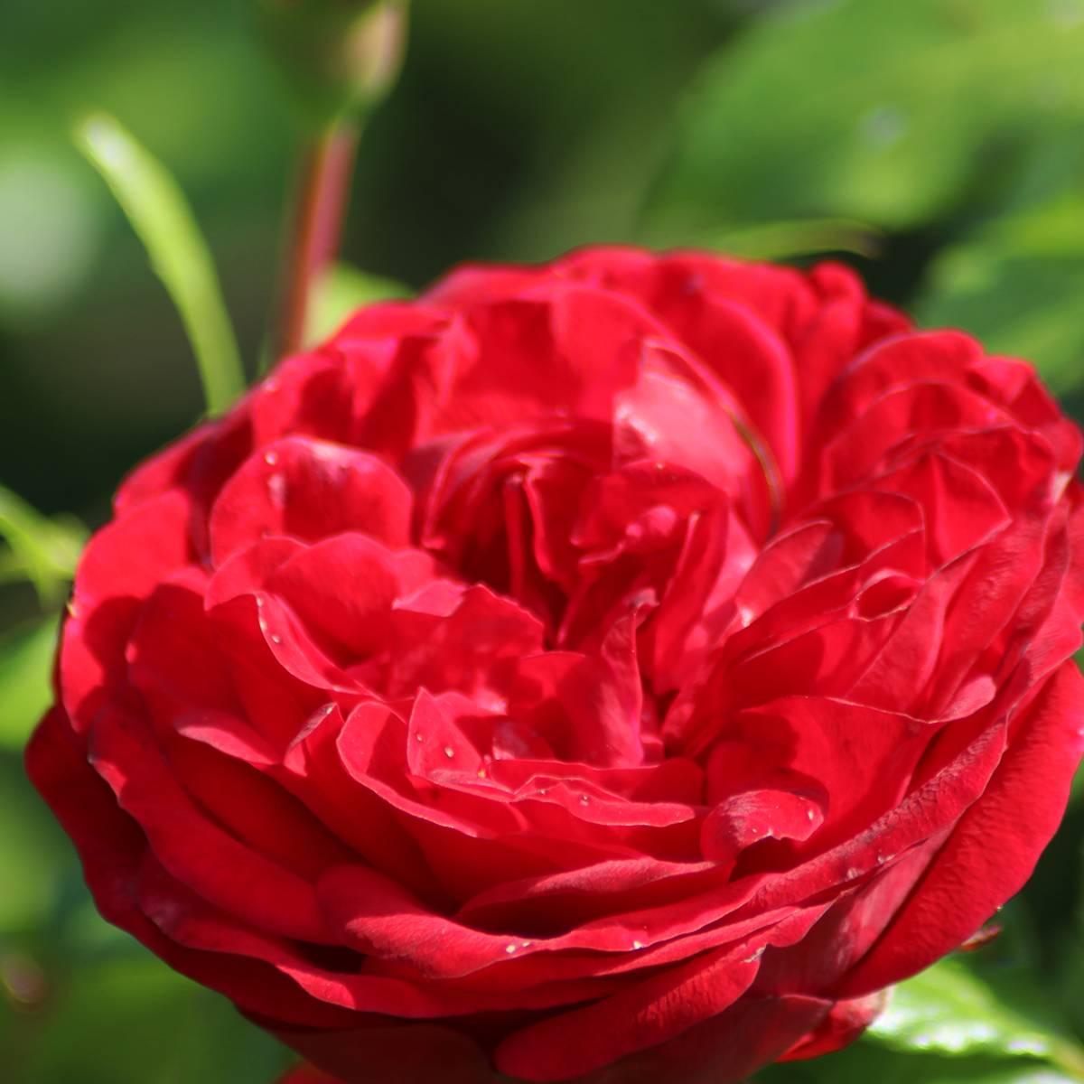 Rosier à grandes fleurs Agatha Racines nues en motte