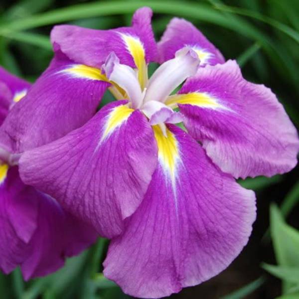 Promesse de Fleurs - Iris du Japon - Iris ensata Sensation Godet de 8/9 cm