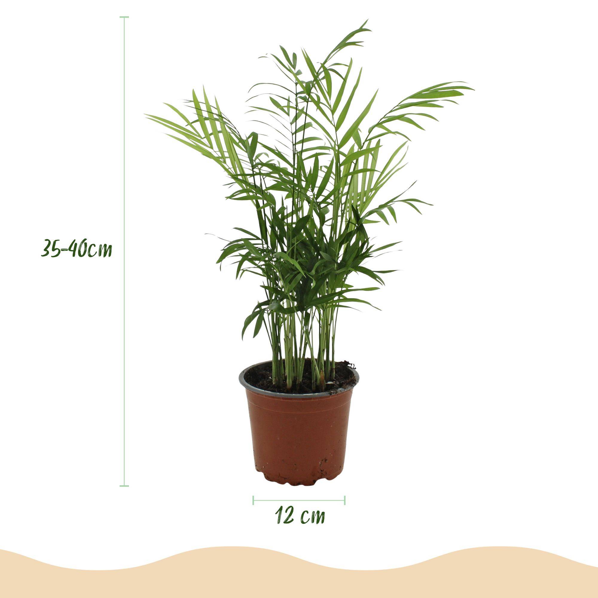 Palmier nain - Chamaedorea elegans - lot de 4 - Ø12cm - ↕40cm - Plantes d’intérieur - Image 3