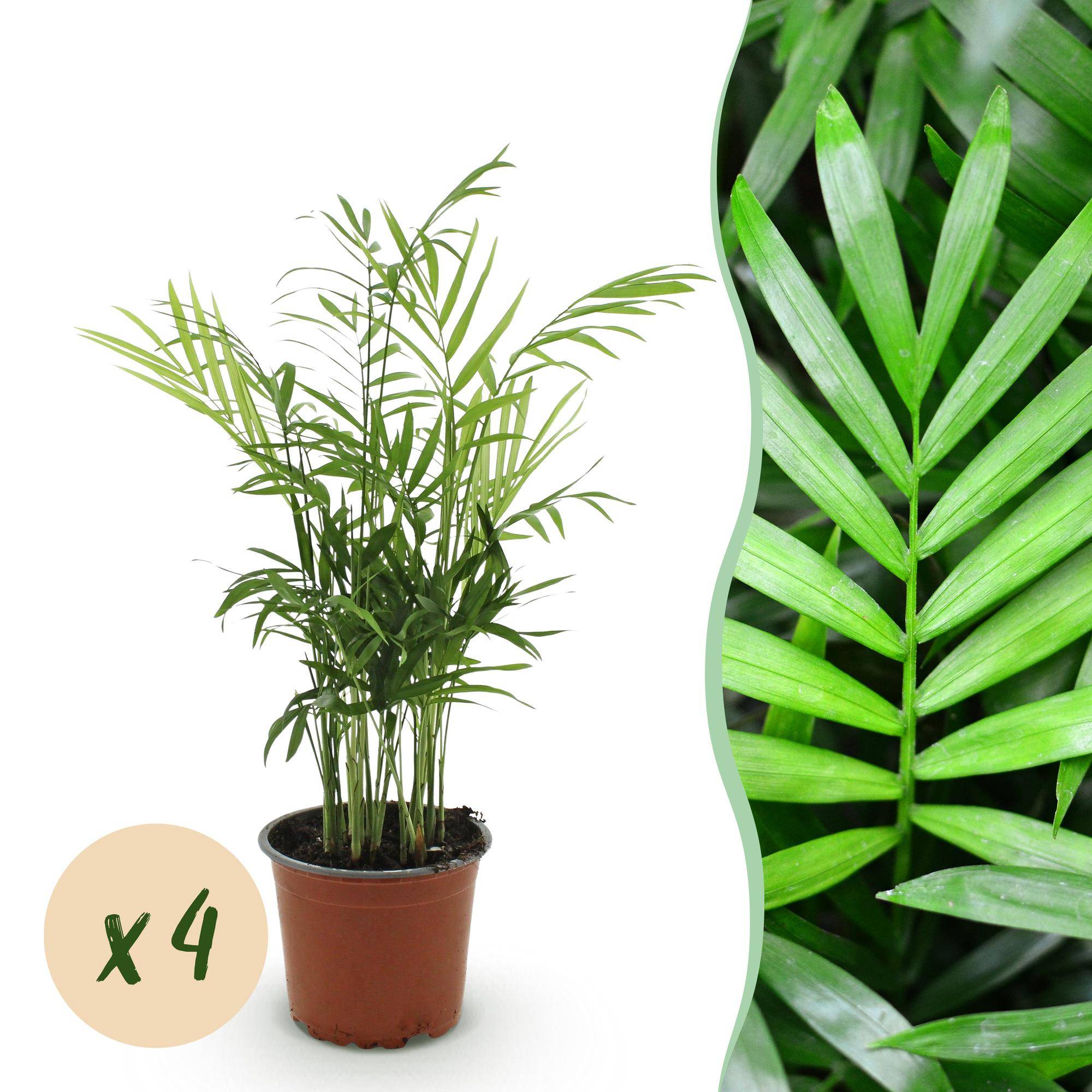 Palmier nain - Chamaedorea elegans - lot de 4 - Ø12cm - ↕40cm - Plantes d’intérieur - Image 1