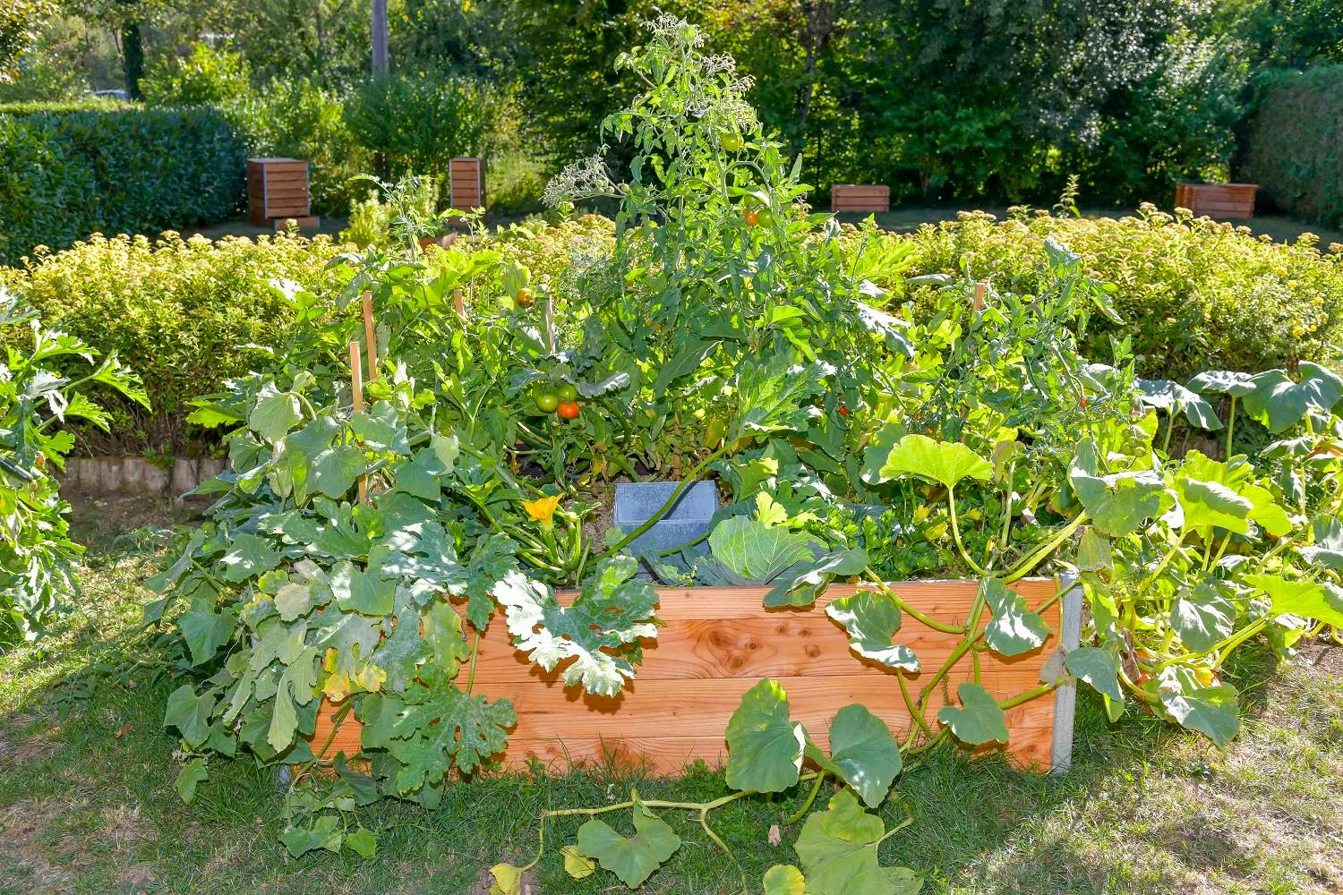 Mon Petit Potager - Carré Potager avec composteur intégré - Bois Douglas non traité -  170 x 120 x H40 - mon PETIT POTAGER - Image 3