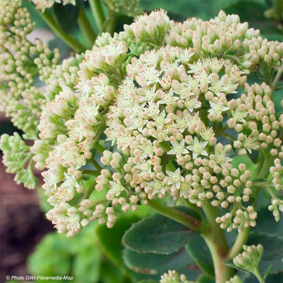 Sedum Sunkissed Godet de 8/9 cm