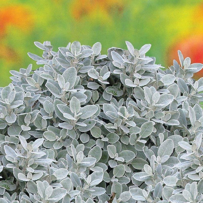 Promesse de Fleurs - Brachyglottis greyi Walberton's Silver Dormouse - Seneçon gris Pot de 3L/4L