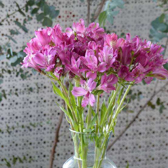 Graines d'Alstroemeria Devotion - Lis des Incas le sachet de 15 graines environ