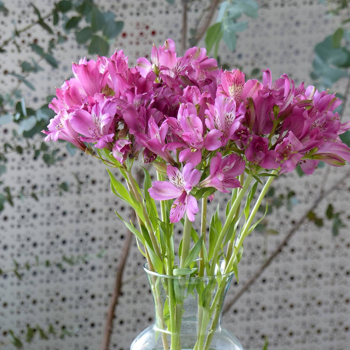 Promesse de Fleurs - Graines d'Alstroemeria Devotion - Lis des Incas le sachet de 15 graines environ