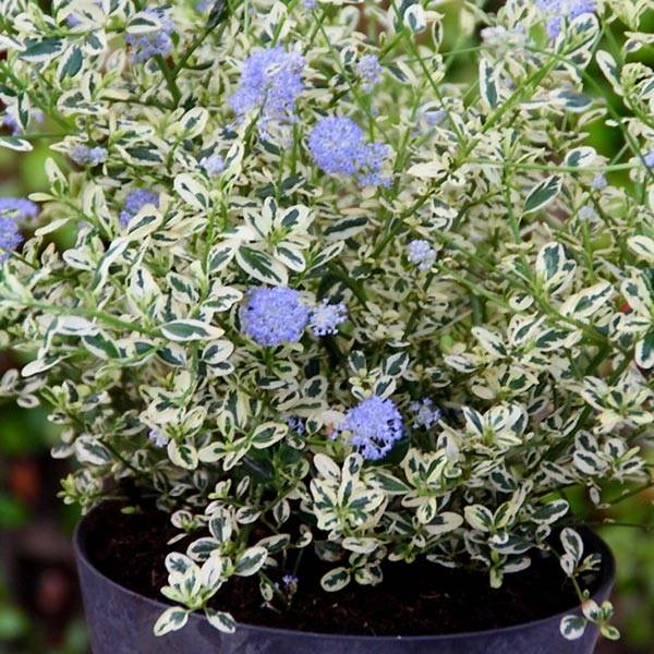 Promesse de Fleurs - Céanothe impressus Cool Blue - Lilas de Californie Pot de 1,5L/2L