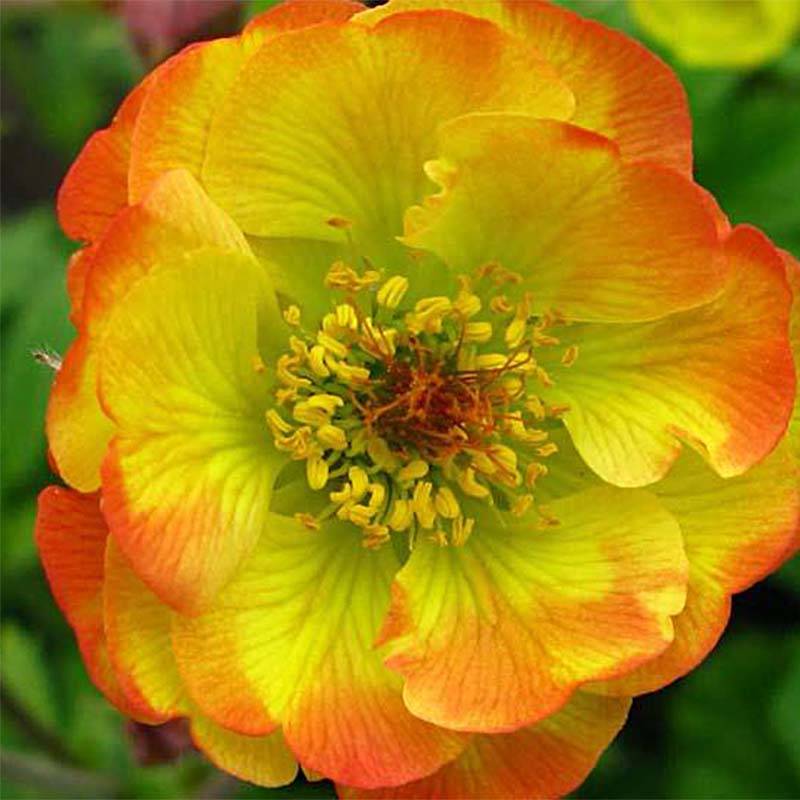Geum Tequila Sunrise - Benoîte Godet de 8/9 cm