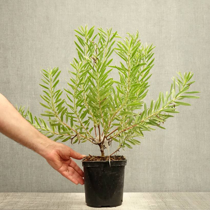Leucadendron Inca Gold Pot de 3L/4L - Image 2