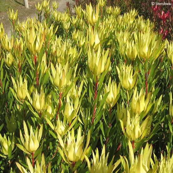 Leucadendron Inca Gold Pot de 3L/4L - Image 1