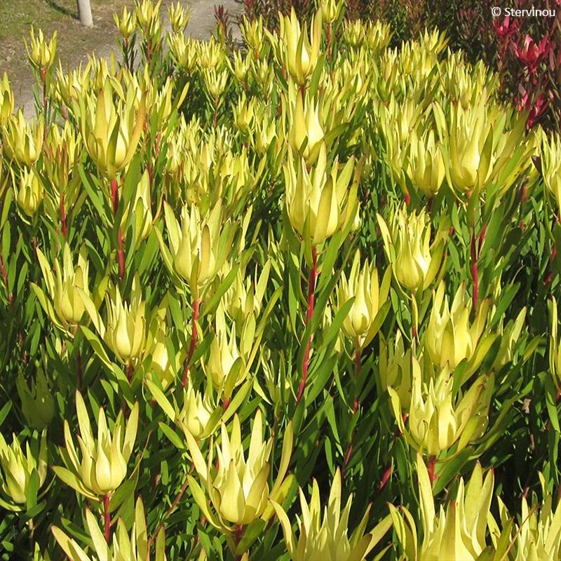 Leucadendron Inca Gold Pot de 3L/4L - Image 1