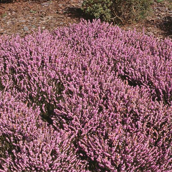 Promesse de Fleurs - Bruyère d'hiver - Erica x darleyensis J.W. Porter Pot de 1L/1,5L - Image 1