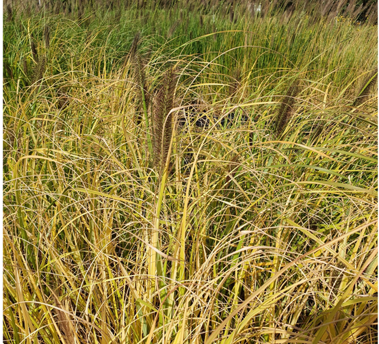 Promesse de Fleurs - Pennisetum alopecuroides Lepage Gold - Herbe aux écouvillons Godet de 8/9 cm - Image 1