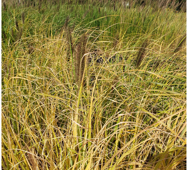 Pennisetum alopecuroides Lepage Gold - Herbe aux écouvillons Godet de 8/9 cm