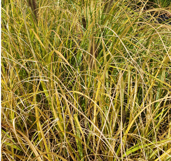 Promesse de Fleurs - Pennisetum alopecuroides Lepage Gold - Herbe aux écouvillons Godet de 8/9 cm - Image 2