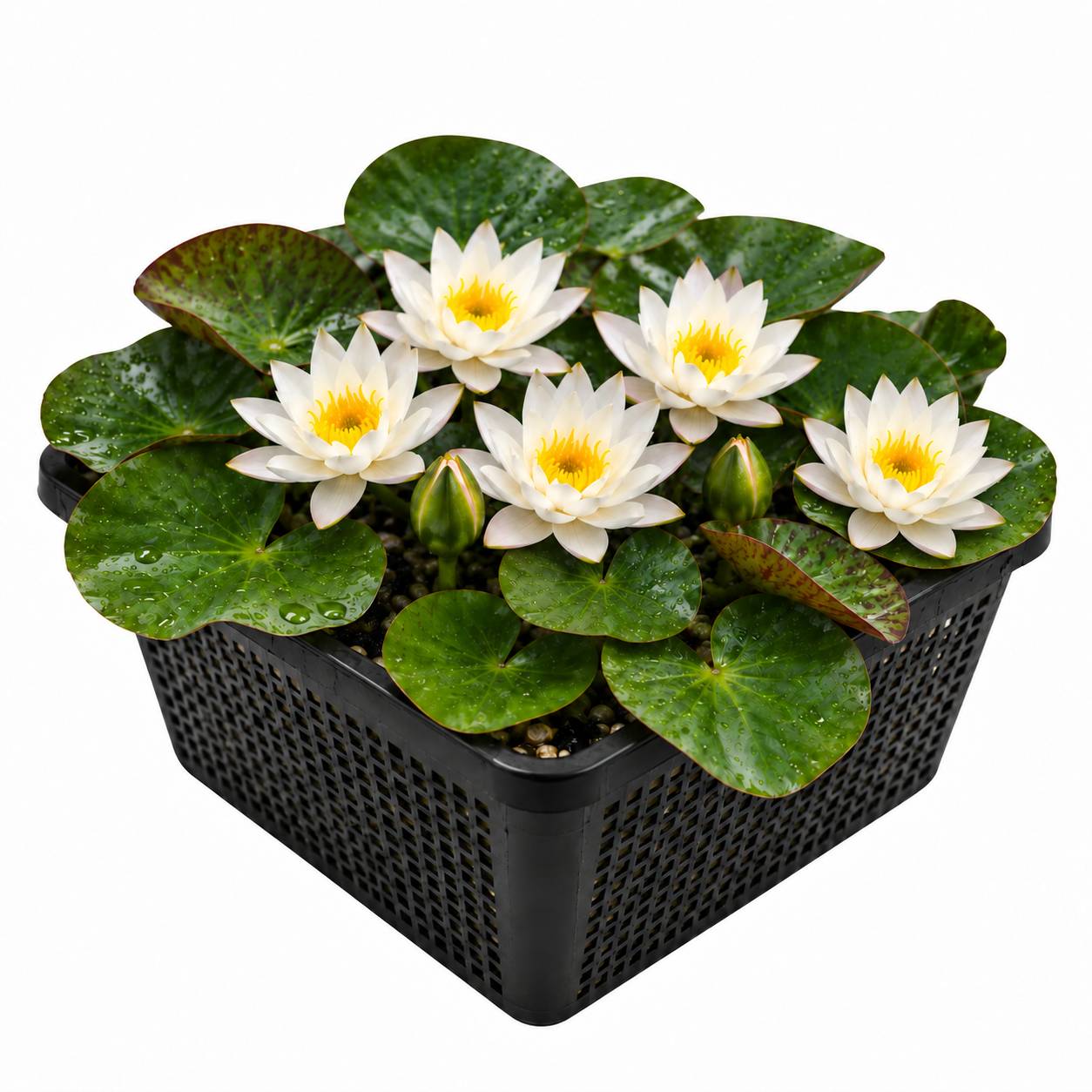 Nénuphar nain blanc - Nymphaea - 1x nénuphar multiflore et panier - Image 1