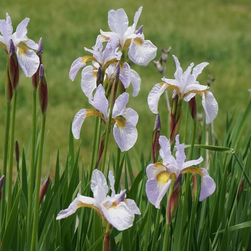 Iris de Sibérie Dance Ballerina Dance à fleurs Blanche/Bleue - feuillage Caduc - Godet - 5/20 cm - Imagen 1