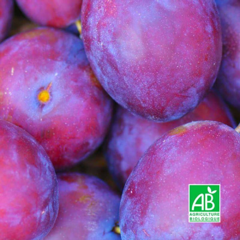 Prunier 'Monsieur Hatif' BIO (Prunus domestica 'Monsieur Hâtif') - Scion de 100cm - Pépinières Naudet - Imagen 1