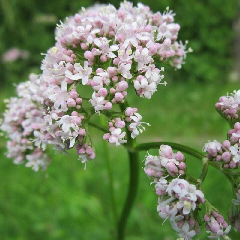 Valériane officinale à fleurs Rose - feuillage Caduc - Godet - 5/20 cm-  hauteur à maturité De 1,00 m à 1,50 m - Imagen 1
