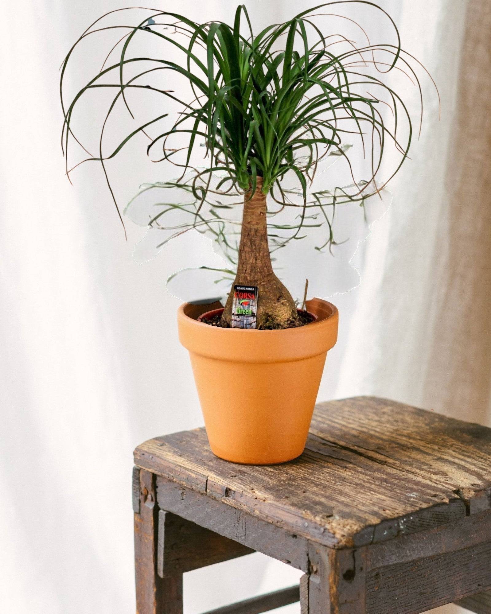 La Green Touch - Beaucarnea Nolina 60cm - Plante d'intérieur- La Green Touch - Imagen 2