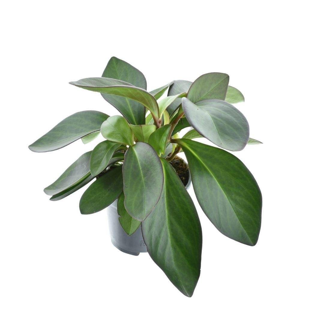 Peperomia Red Margin- La Green Touch - Imagen 2