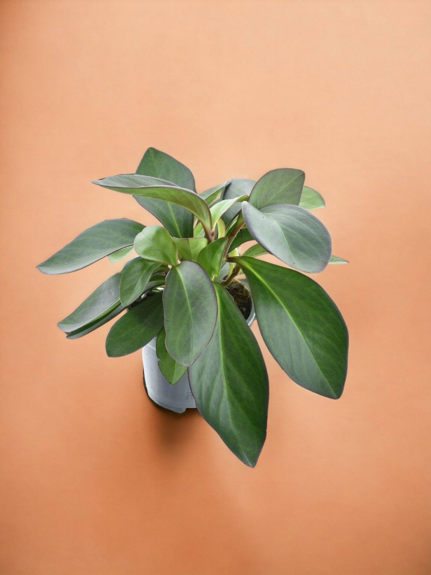 Peperomia Red Margin- La Green Touch - Imagen 1