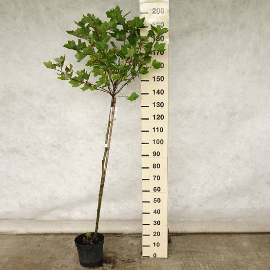 Platanus acerifolia Alphen's Globe - Platane boule Pot de 7,5L/10L, Tige - Image 2