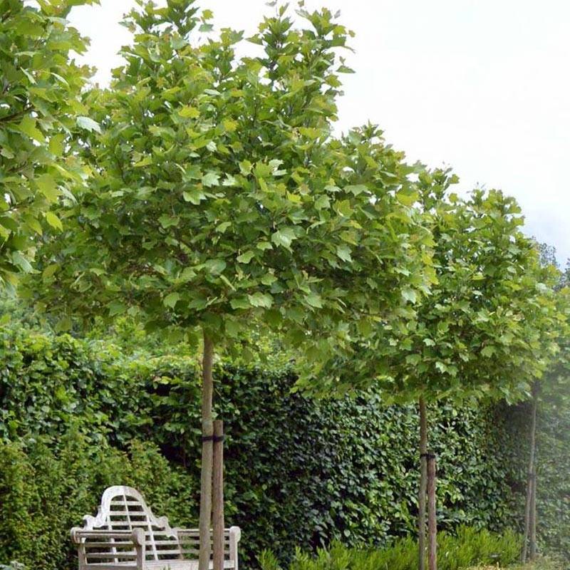 Platanus acerifolia Alphen's Globe - Platane boule Pot de 7,5L/10L, Tige