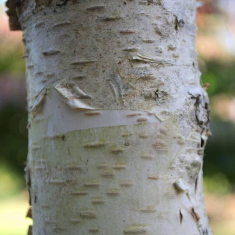 Bouleau de l'Himalaya, Betula - Pot de 25L - 250/300 cm - Imagen 2