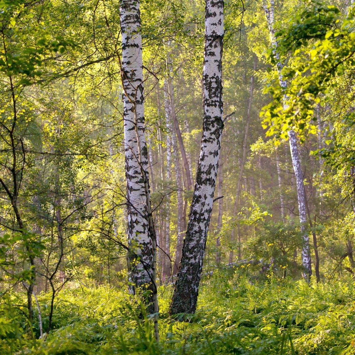 Bouleau de l'Himalaya, Betula - Pot de 25L - 250/300 cm - Imagen 9