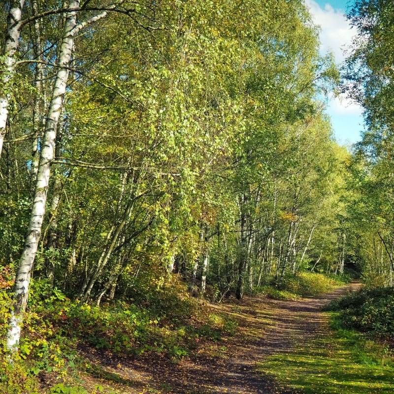 Bouleau de l'Himalaya, Betula - Pot de 25L - 250/300 cm - Imagen 7