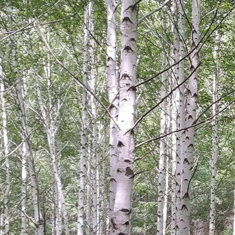 Bouleau de l'Himalaya, Betula - Pot de 25L - 250/300 cm - Imagen 3