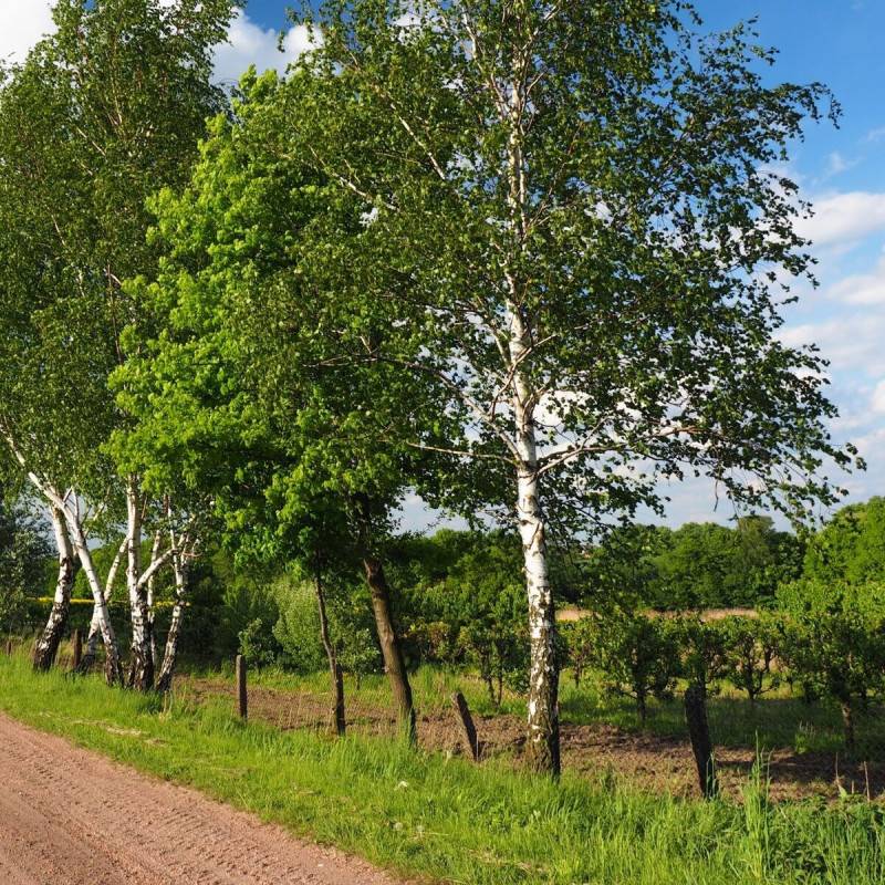 Bouleau de l'Himalaya, Betula - Pot de 25L - 250/300 cm - Imagen 6